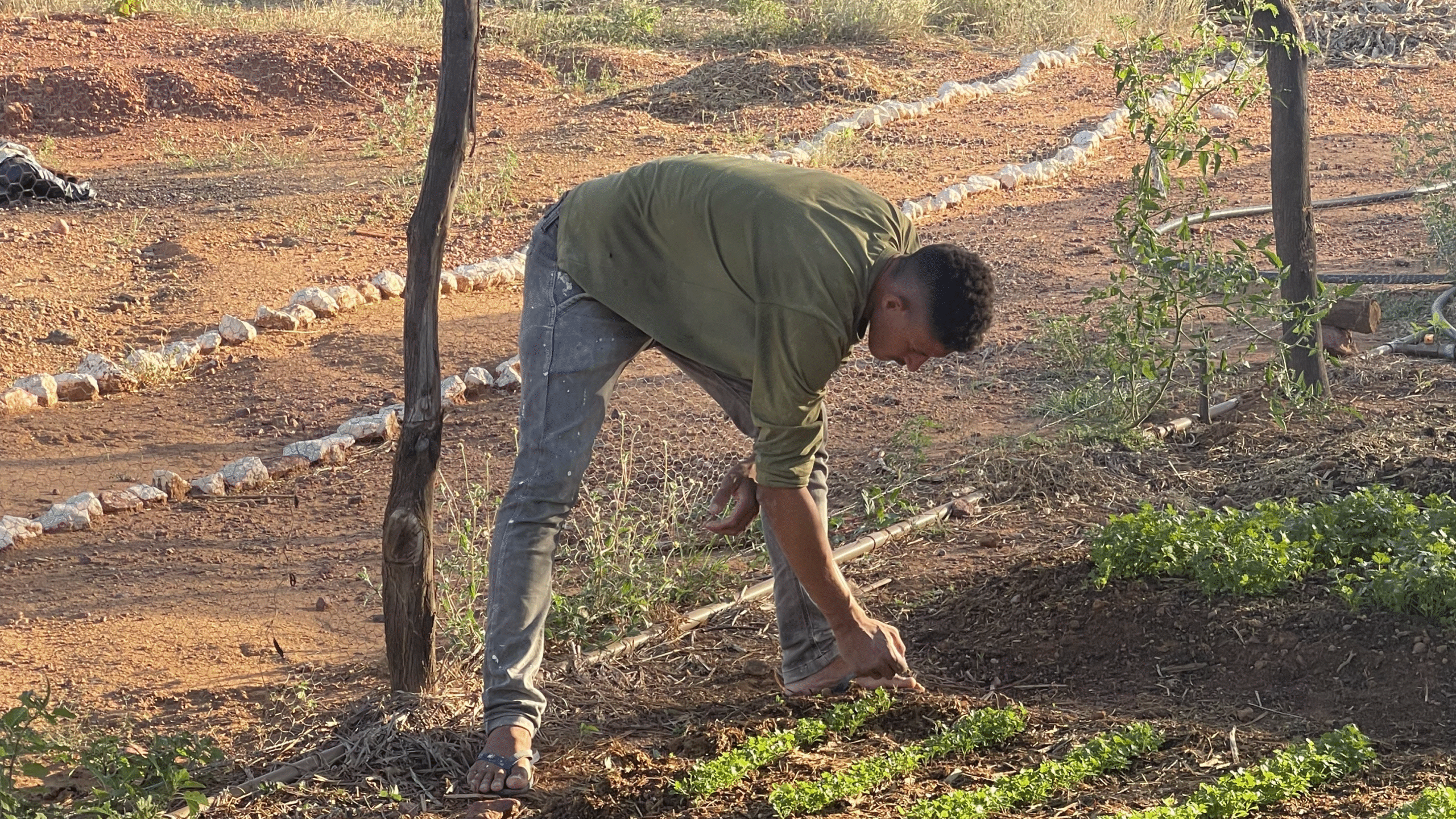 exemplo de horta orgânica no quintal